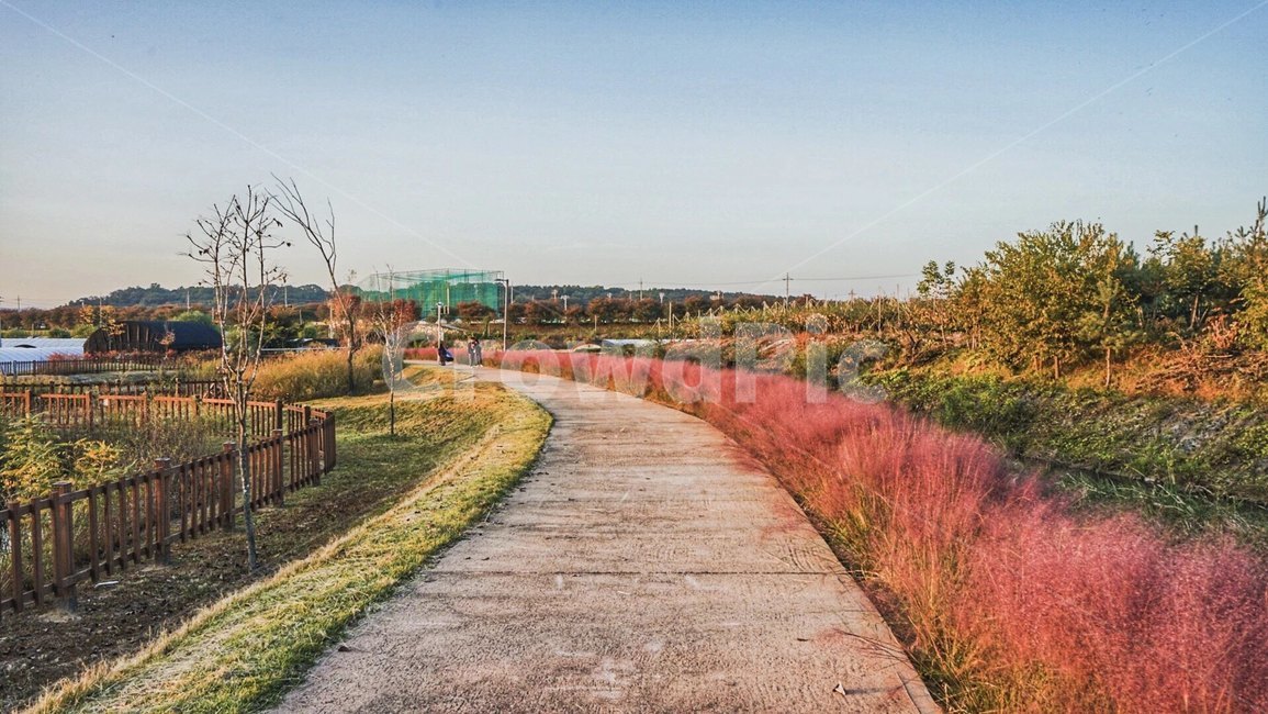 예쁜길,road,감성사진,핑크뮬리,꽃,flower,자연,풍경,nature,landscape,path,통로,outdoors,옥외