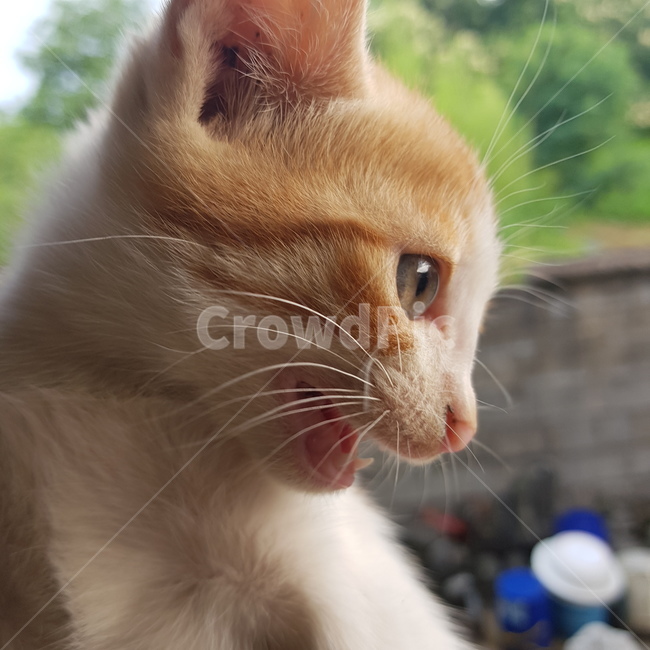 고양이,옆모습,울음,화냄,짜증
