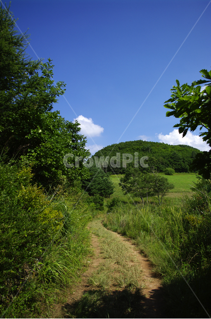 여름,길,하늘,초록,나무,식물,풍경,자연,nature,자연,풍경,nature,landscape