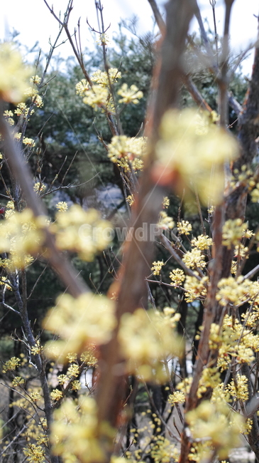 꽃,산수유,만개,노랑,자연,식물,자연,plants,nature,꽃,flower