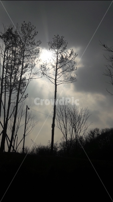 나무,흐림,구름,역곡,공원길,자연,풍경,nature,landscape,weather,날씨,flare,플레어,light,빛