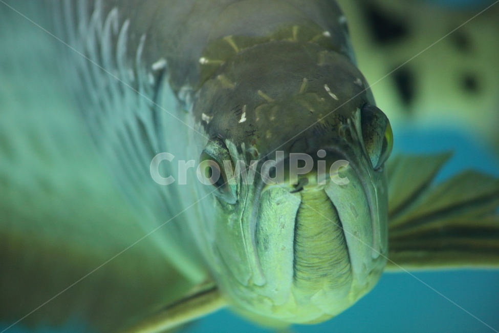 아로아나,아로와나,열대어,물고기,arowana,tropicalfish,동물,animal,어류,물고기,fish