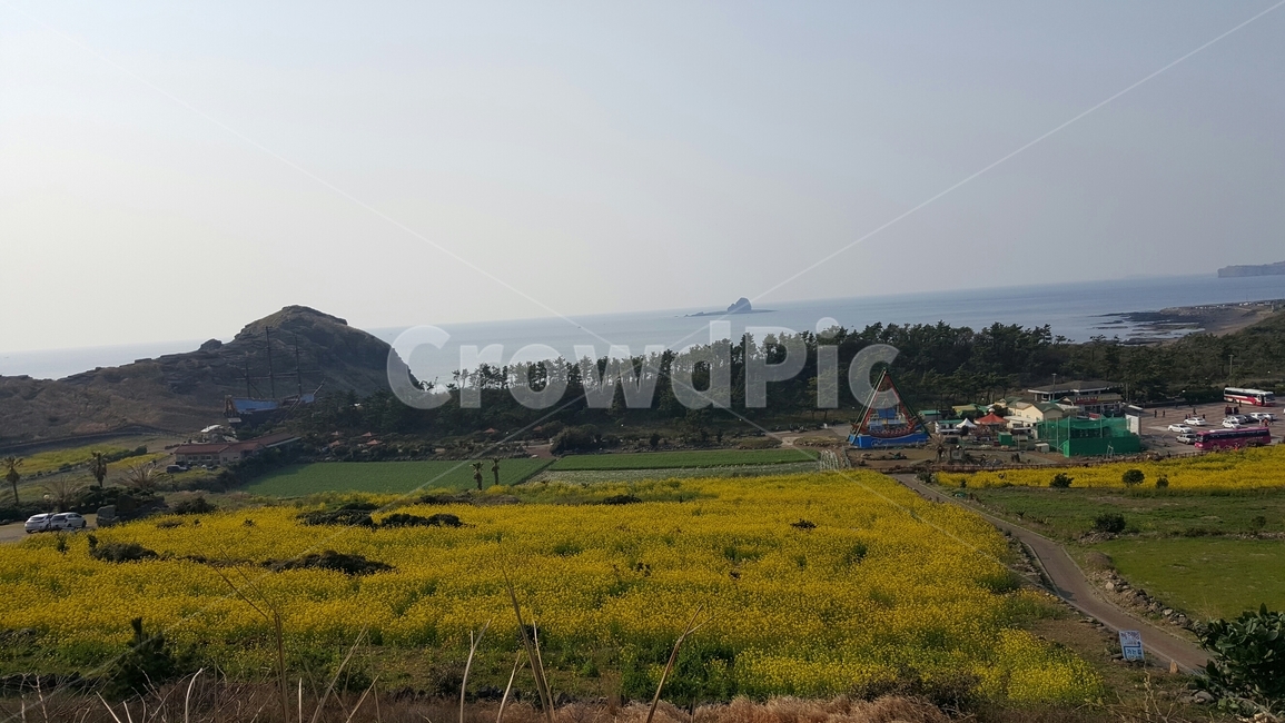 nature,자연,field,들,유채꽃,꽃,풍경