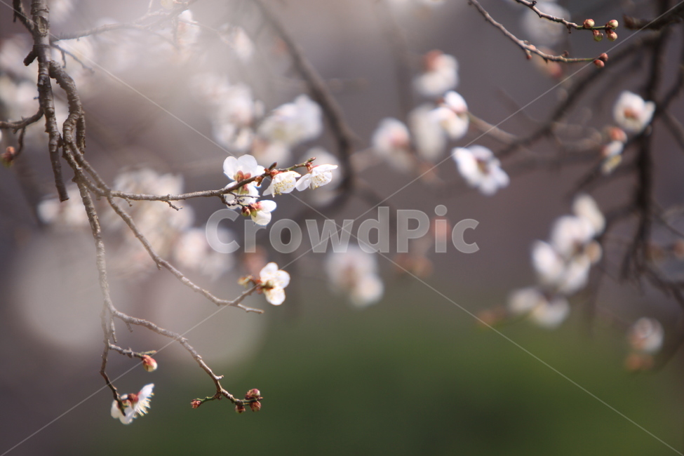 매화,선암매,고매,봄꽃,매화나무,식물,자연,plants,nature,꽃,flower
