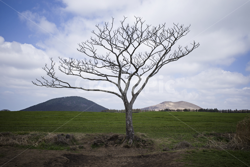 tree,나무,나무줄기,오름,언덕,배경,바탕화면,제주도,landscape,뭉게구름,구름,bluesky,plant,식물,green,초원,초지,목초지,자연,풍경,nature,landscape