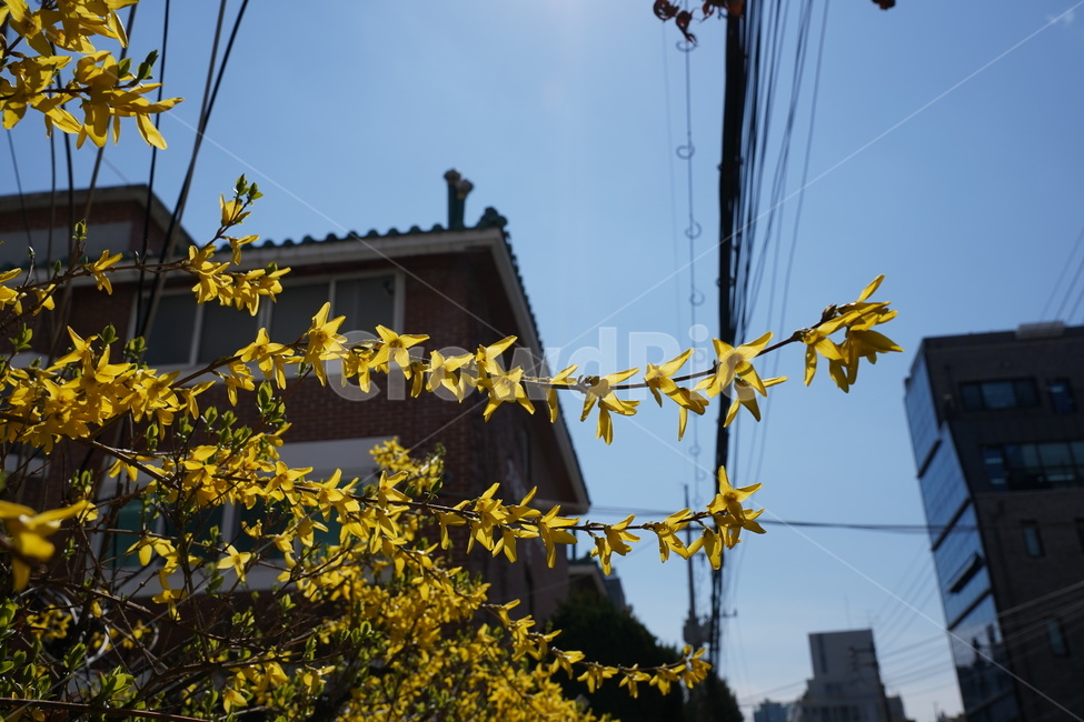 봄,개나리,풍경,맑음,꽃,봄,계절,spring,season,식물,자연,plants,nature,꽃,flower,plant