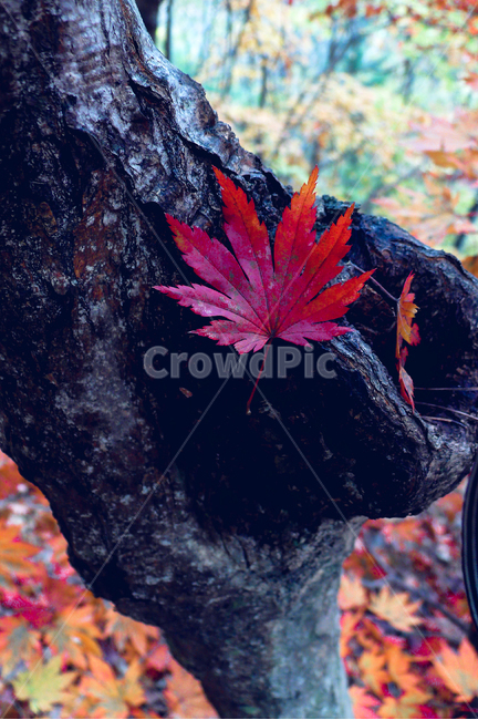 나무,주황색,가을,단풍,leaf,잎,plant,식물,tree