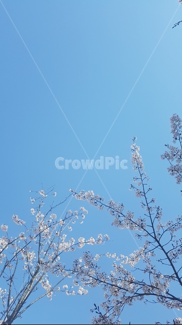 벚꽃,꽃,하늘,자연,풍경