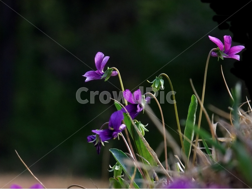 제비꽃,오랑캐꽃,꽃제비꽃,봄,봄꽃,식물,자연,plants,nature,꽃,flower