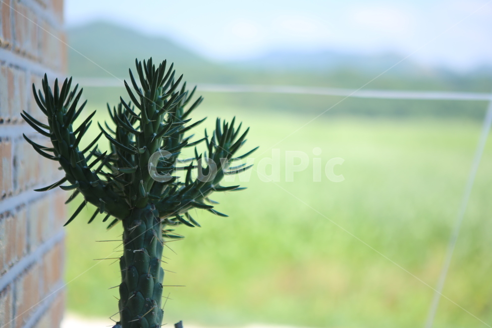 선인장,초록,벽돌,여름,시골,배경,식물,자연,plants,nature
