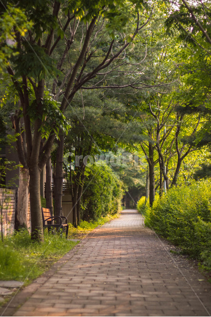 벤치,길,저녁,따뜻함,쓸쓸함,bench,road,evening,warm,lonliness,대전,daejeon,자연,풍경,nature,landscape,arbour,정자,garden,정원,outdoors,옥외,path,통로