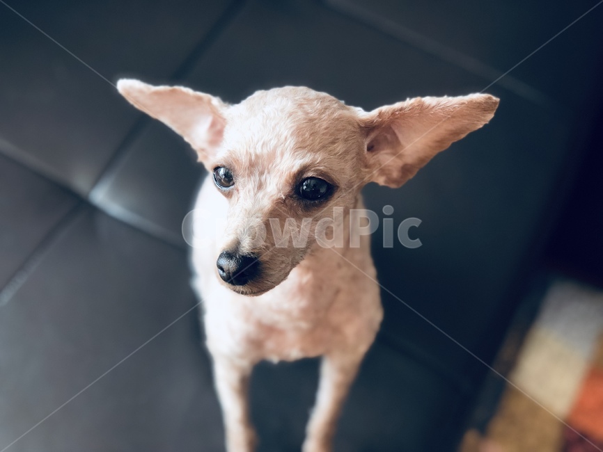반려동물,강아지,귀여움,앉아,아련함,푸들,푸들털,곱슬,동물,animal,포유류,mammal,개,강아지,dog,doggy