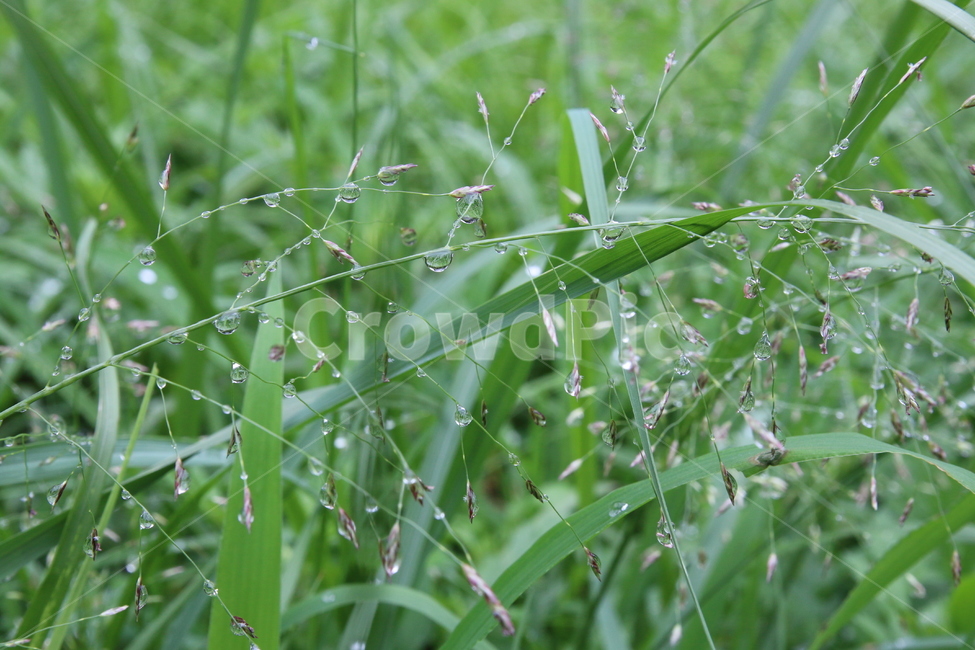 풀잎,이슬,맺힘,물방울,풀밭,자연,식물,자연,plants,nature