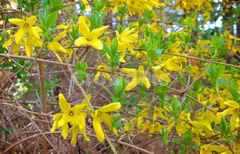 개나리,식물,plant,노랑,초록,개나리싹,개나리새싹,개나리잎,꽃,flower,개나리꽃,봄꽃,노란색,새싹,푸릇푸릇,봄,spring,개나리나무,싱그러운