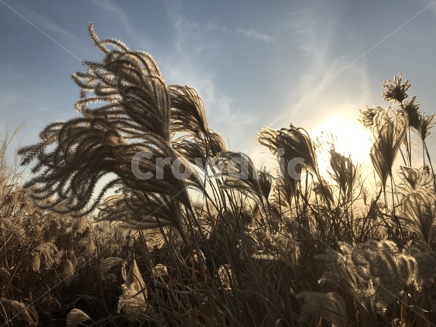 갈대,가을,갈대밭,감성,자연,하늘,자연,풍경,nature,landscape,grass,잔디,plant,식물,lawn,reed