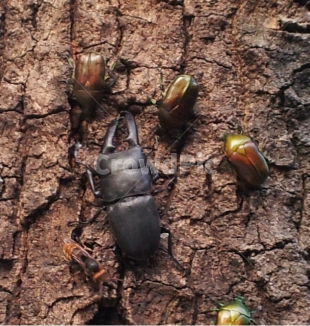 사슴벌레,딱정벌레,곤충,공생,참나무,탐구,벌,동물,animal,곤충,벌레,insect,bug