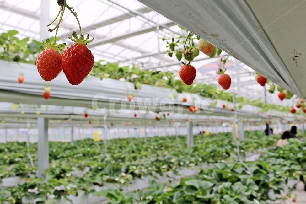 딸기,과일,딸기농장,열매,음식,red,먹음직,작물,식물,온실,하우스딸기,strawberry,과일,열매,fruit,산업,industry,industrial,농업,농사,agriculture,farming,farming industry