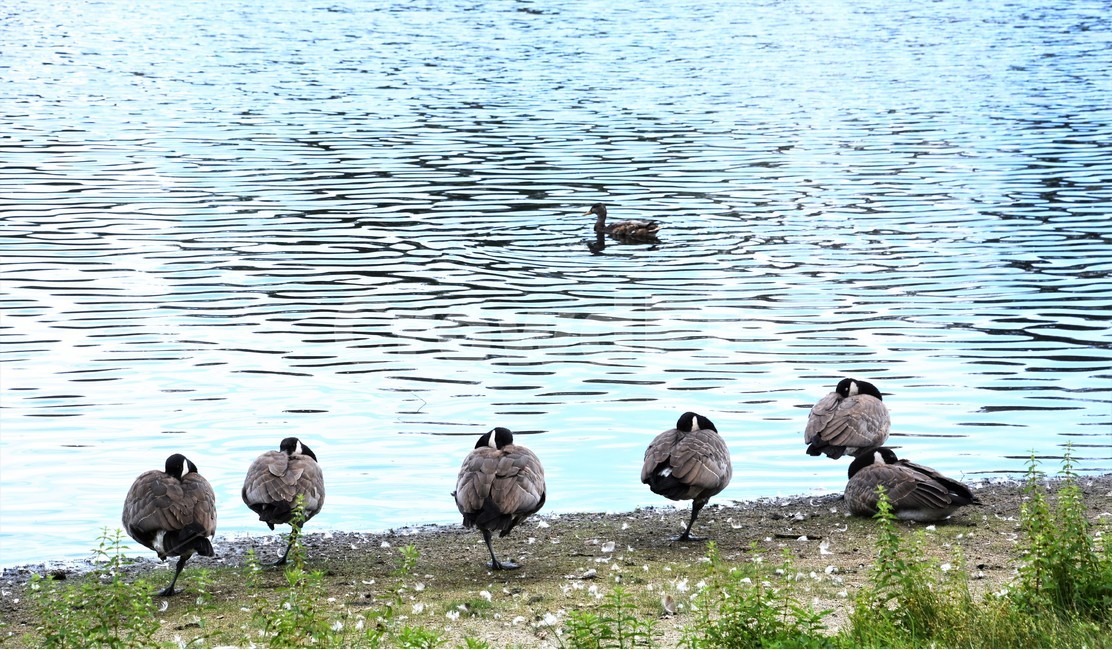 호수,연못,오리,낮잠,정경,동물,animal,조류,새,birds