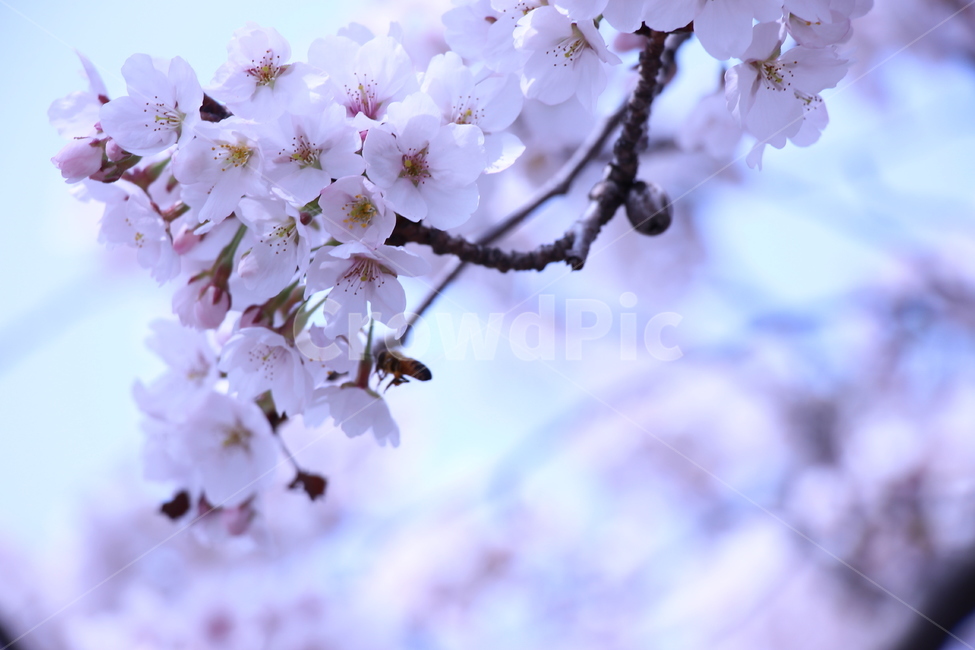 벚꽃,봄,자연,꿀벌,하늘,경치,꽃봉오리,벚꽃나무,햇살,나무,나뭇가지,cherryblossom,spring,nature,honeybee,sky,landscape,bud,cherryblossomstree,daylight,tree,twig