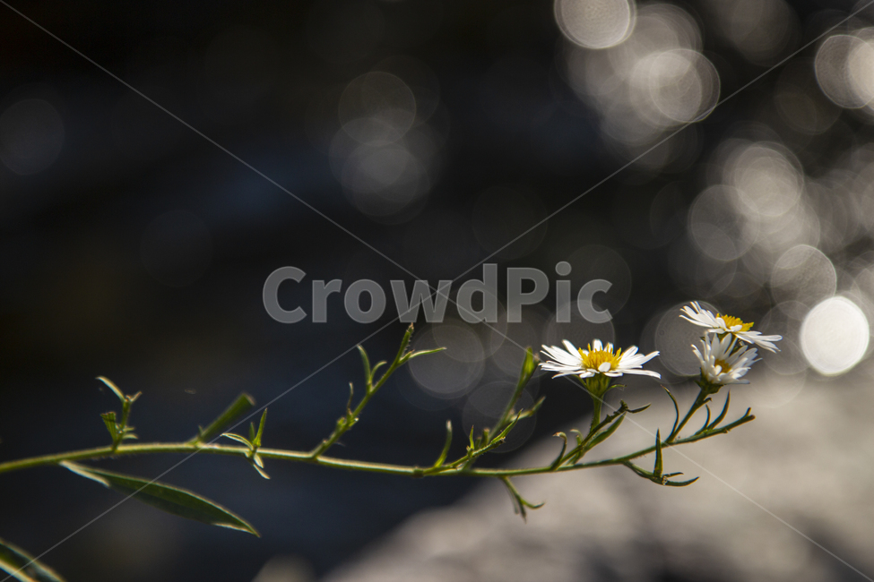 구절초,꽃,보케,자연,식물,plant,데이지,nature,flower,빛,흰색,계란꽃