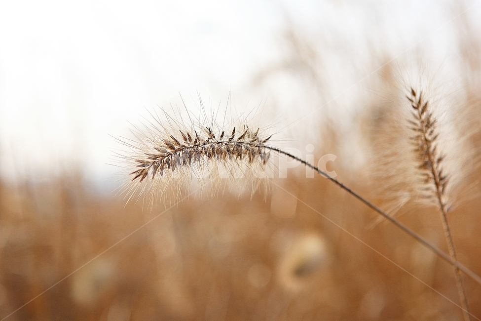 강아지풀,강아지풀꽃,꽃,잡초,가을,풀,공원,야외,가을,계절,fall,autumn,season,식물,자연,plants,nature