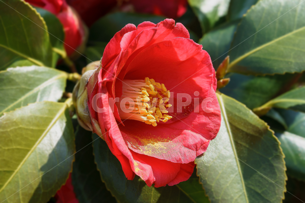 봄,꽃,동백꽃,자연,풍경,접사,spring,flower,nature,beauty,macro,봄,계절,spring,season,식물,자연,plants,nature,꽃,flower,blossom,rose,장미,plant