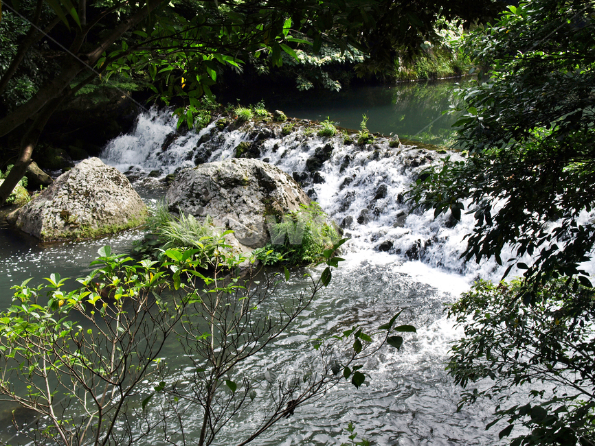 천지연폭포,하천,서귀포시,제주,숲,자연,절벽,계류,자연,풍경,nature,landscape,water,물,outdoors,옥외,river,강,waterfall,폭포
