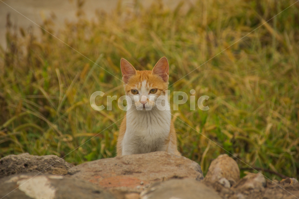 고양이,길냥이,돌담길,제주도,가파도,섬고양이,cat,동물,animal,포유류,mammal,고양이,cat,kitten,kitty
