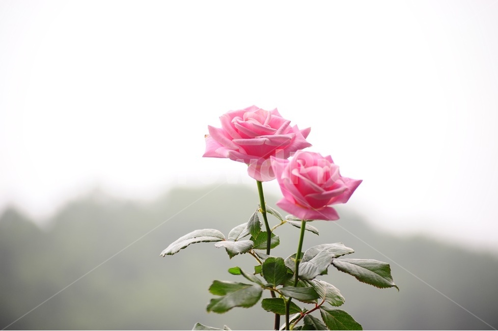 장미꽃,미니장미,넝쿨장미,애기장미,분홍장미,식물,자연,plants,nature,꽃,flower