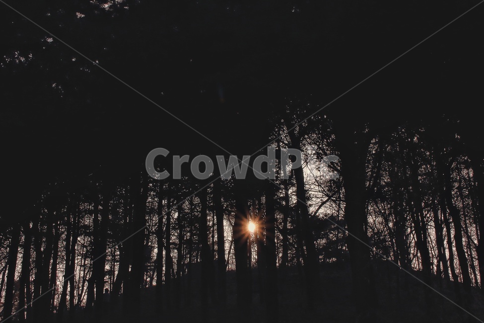 나무,숲,태양,노을,분위기,자연,풍경,nature,landscape,식물,plants,나무,trees,wood,실루엣,그림자,silhouette,shadow,plant,tree,outdoors,옥외