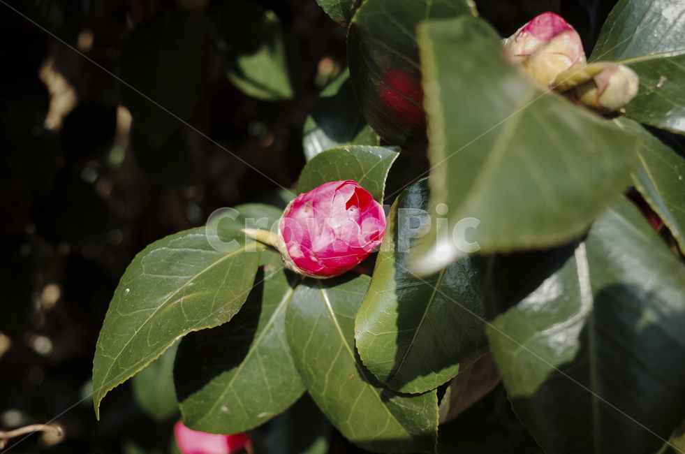 꽃,flower,blossom,red,redflower,빨간꽃,동백,동백꽃,camellia,plant,식물,식물,자연,plants,nature,꽃,flower