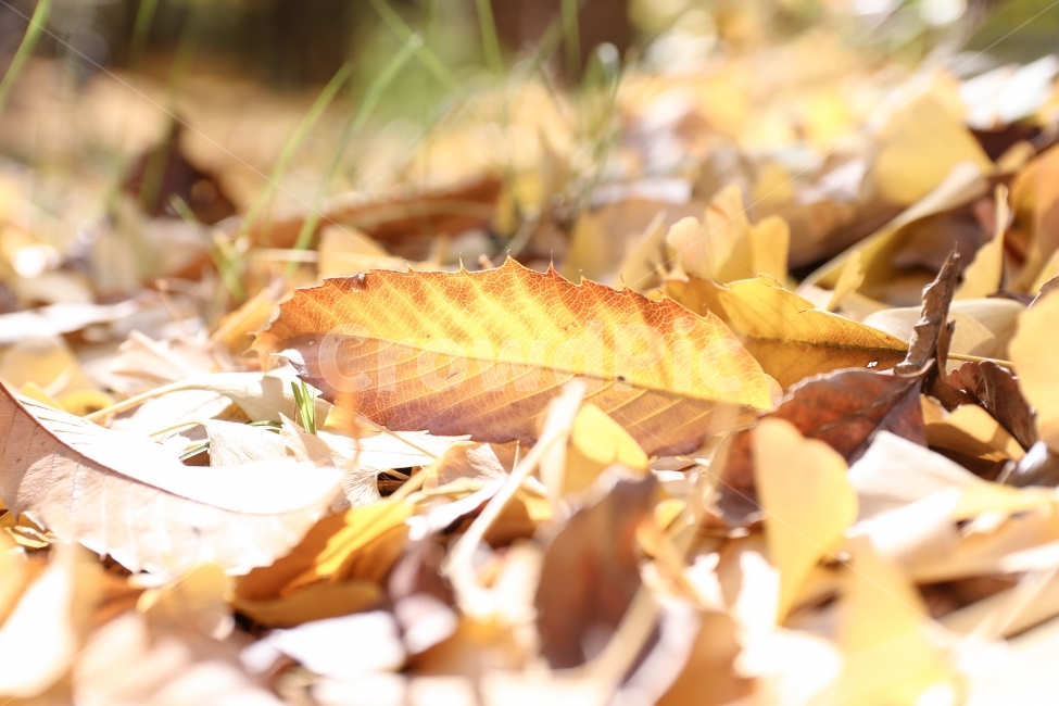 서울숲,낙엽,가을,자연,단풍,가을,계절,fall,autumn,season,식물,자연,plants,nature,plant,leaf,잎
