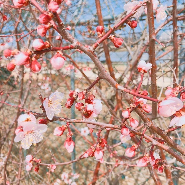 벚꽃가지,쨍한벚꽃,핑크색벚꽃잎,벚꽃,벚꽃만개
