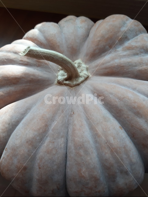 pumpkin,호박,food,식품,plant,식물,vegetable,야채