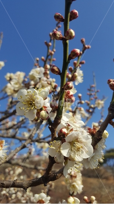 식물,꽃,flower,매화,봄,꽃망울