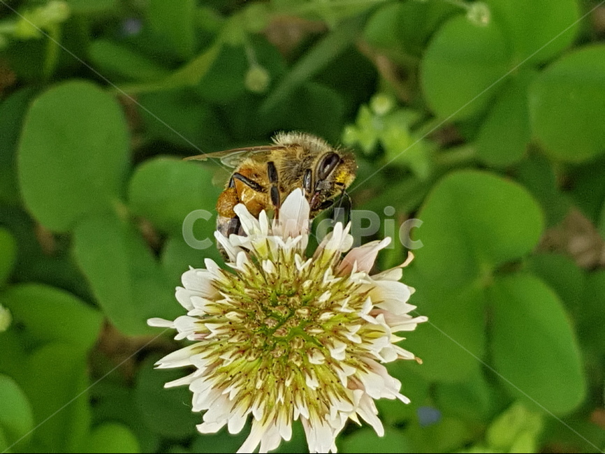 곤충,벌,봄,크로바꽃,자연,식물,자연,plants,nature,꽃,flower,동물,animal,곤충,벌레,insect,bug
