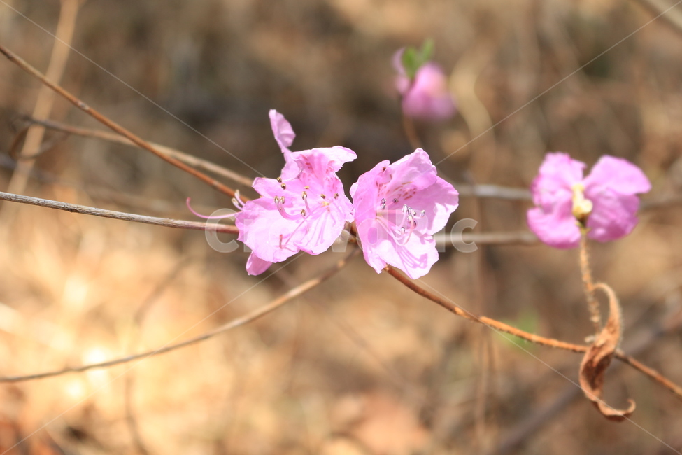 황령산,꽃,산꽃,봄,등산,데이트,봄,계절,spring,season,식물,자연,plants,nature,꽃,flower,plant,geranium,제라늄,blossom
