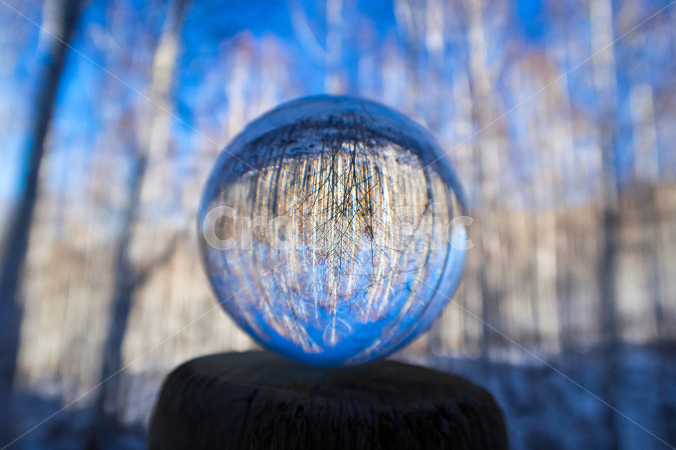 자연,풍경,자작나무,구슬,겨울,눈,눈밭,겨울,계절,winter,season,사물,물건,오브젝트,thing,object,matter