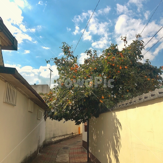 골목풍경,담벼락,감나무,색감,하늘,골목길,alley