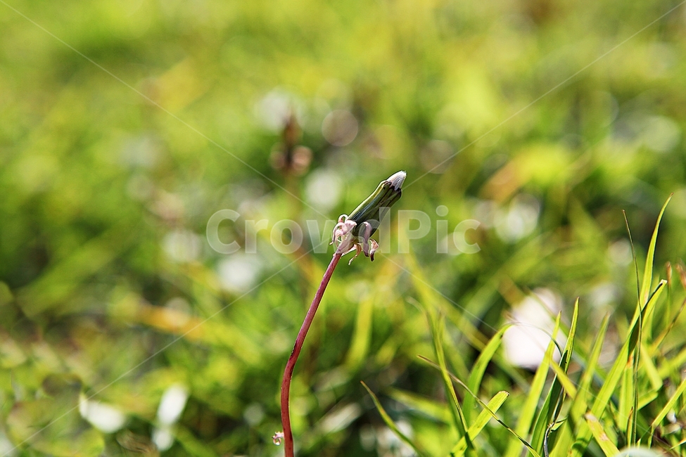 민들레,꽃,홀씨,자연,줄기,식물,공원,야외,식물,자연,plants,nature,꽃,flower