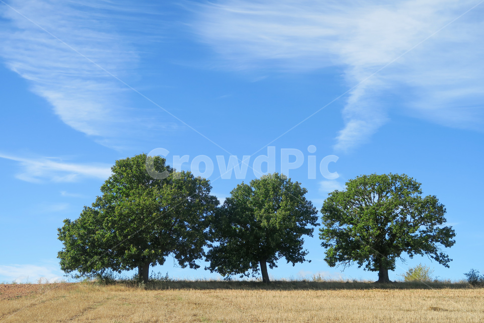 plant,식물,tree,나무,treetrunk,나무줄기,outdoors,옥외,grassland,field,들,목초지,스페인,spain,españa,산티아고순례길,순례길,산티아고,순례,pilgrim,peregrino,caminodesantiago,camino,순례자,nature,자연,길,road,way,dirtroad,흙길,풍경,landscape,아스토르가가는길,아스토르가,aastorga,toastorga