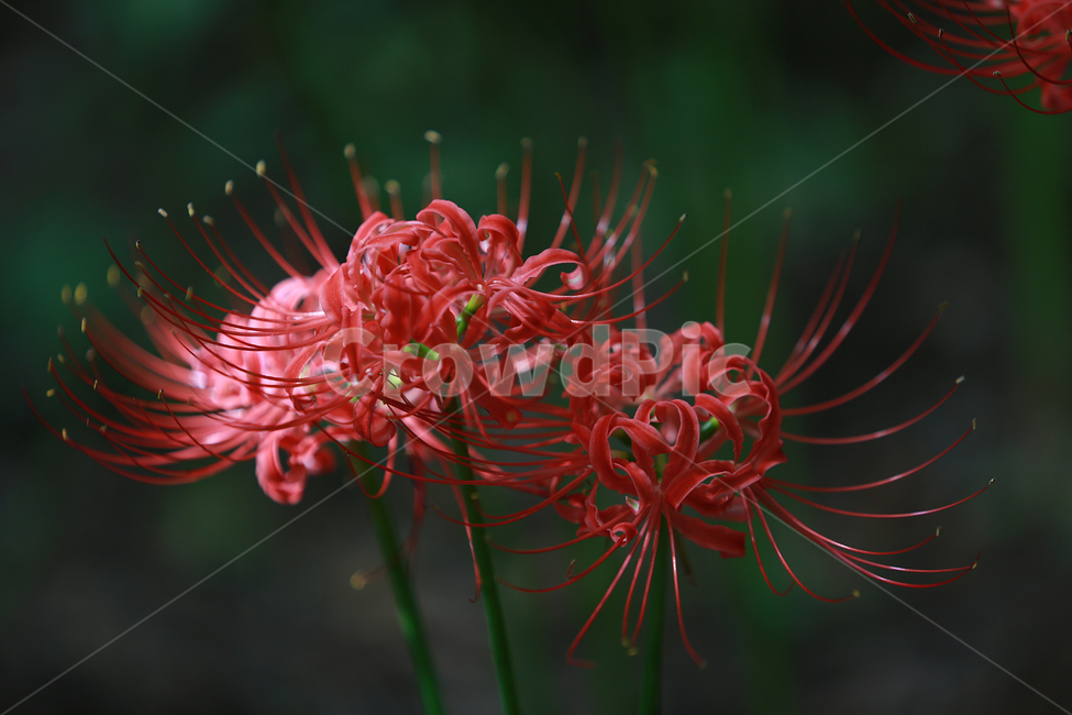 꽃,빨강,길상사,꽃무릇,상사화,flower,lily,red,식물,자연,plants,nature,꽃,flower