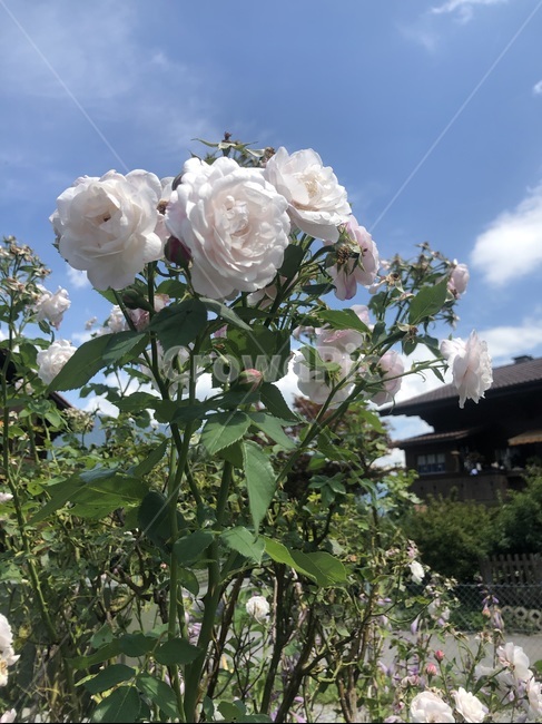 장미,flower,rose,plant,꽃,식물