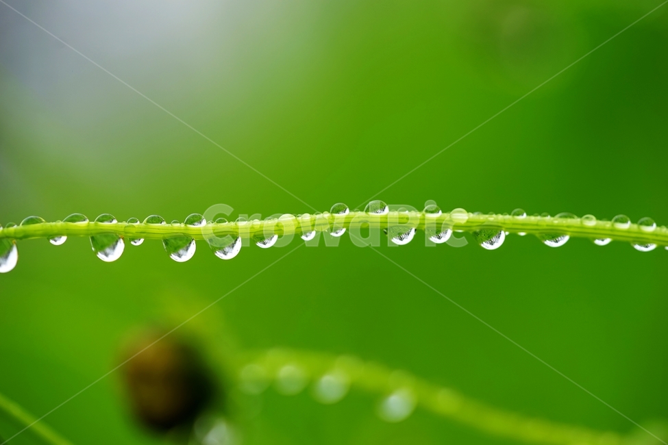 풀,풀잎,빗방울,비,물방울,봄비,식물,자연,plants,nature,휴식,힐링,rest,relaxation,healing,비,비오는날,rain,rainy