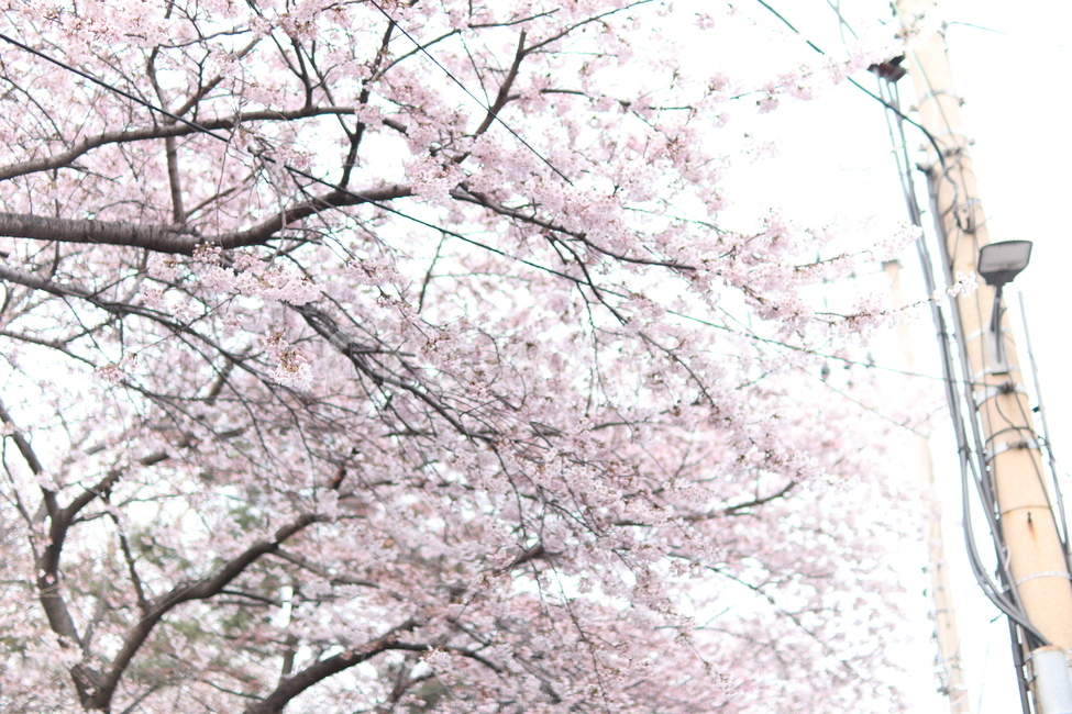 벚꽃,벚꽃나무,봄꽃,벚나무,flower,나무,봄,벚꽃잎,나뭇가지,인천,인천공원,공원