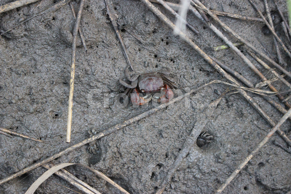 게,갯벌,tidelandmarsh,crab,mudflat,mud,진흑,습지