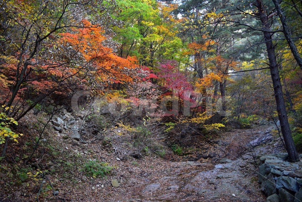 설악산,가을,풍경,단풍,탐방,국립공원,파란하늘,가을색,오색,울긋불긋,알록달록,그림같은,칼라풀,뷰티플,아름다운,힐링,감성,자연,정취,산세,명산,100대명산,nature,산,등산,트레킹,비경,경치,사진,색채,가을의정취,가을,계절,fall,autumn,season,자연,풍경,nature,landscape,한국자연풍경,한국자연경관,korea nature landscape,plant,식물,tree,나무,ground,바닥