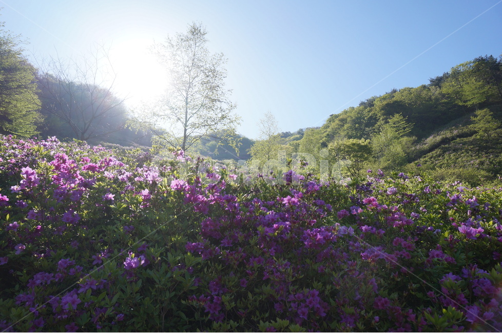 산,철쭉,분홍,파랑하늘,나무,아침,햇살,봄,봄,계절,spring,season,자연,풍경,nature,landscape,휴식,힐링,rest,relaxation,healing,outdoors,옥외,field,들,grassland,목초지