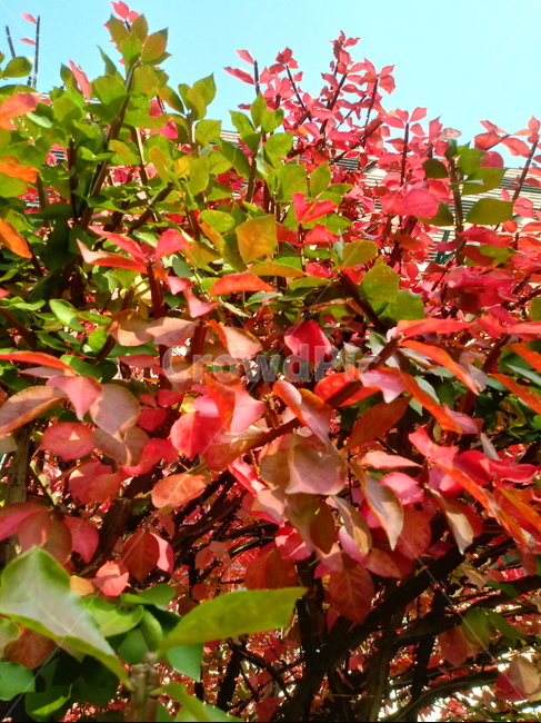 가을,단풍,낙엽,maple,plant,식물,단풍나무,단풍잎,leaf,잎,tree,나무,계절,fallautumnseason,가을단풍,자연,풍경,경치,가을,계절,fall,autumn,season,식물,자연,plants,nature,나무,trees,wood