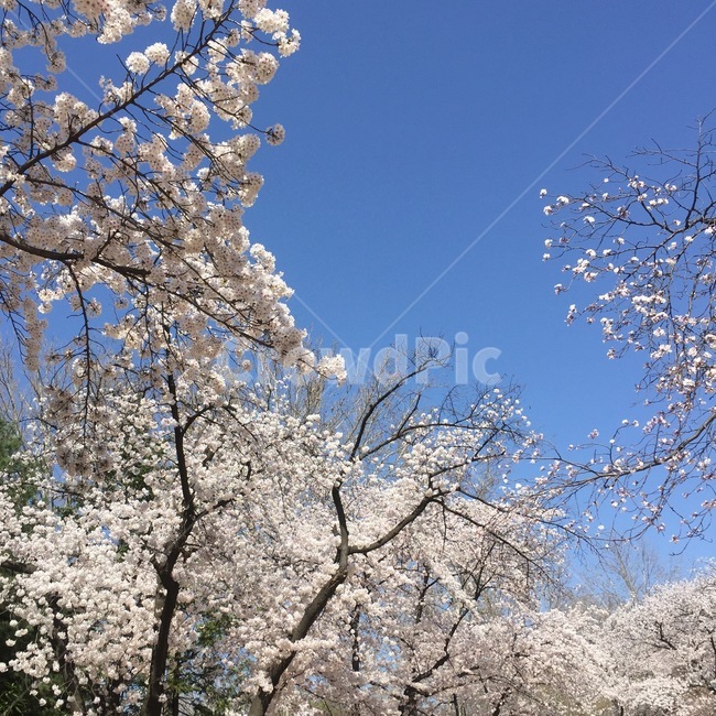 plant,식물,blossom,꽃,cherryblossom,벚꽃,flower,sky,하늘,spring,봄